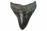 Bargain, Fossil Megalodon Tooth - South Carolina #124694-1